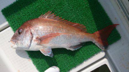 遊漁船 家入 釣果