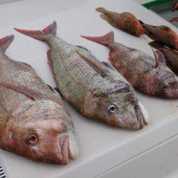 遊漁船 家入 釣果