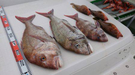 遊漁船 家入 釣果