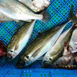 小島丸 釣果