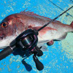 だて丸 釣果