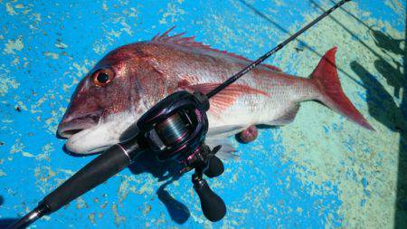 だて丸 釣果