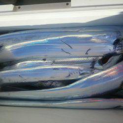 サンマリン 釣果