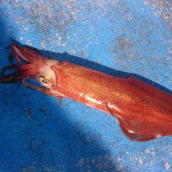 海龍丸（石川） 釣果