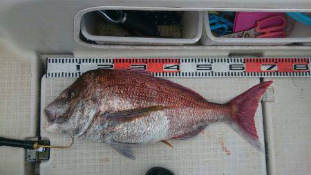 ARCADIAⅡ （アルカディアⅡ） 釣果…