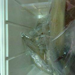 海龍丸(石川) 釣果