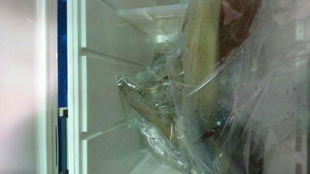 海龍丸(石川) 釣果