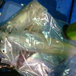 海龍丸(石川) 釣果