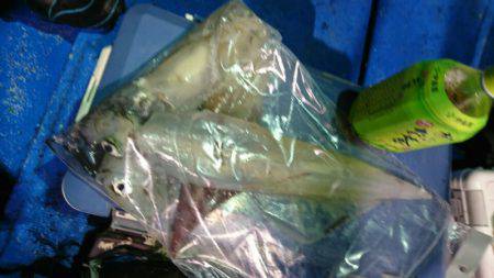 海龍丸(石川) 釣果