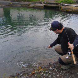 つりぼりあかし 釣果
