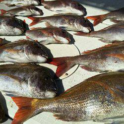 タイラバ遊漁船 ワンピース 釣果