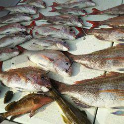 タイラバ遊漁船 ワンピース 釣果