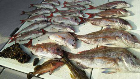 タイラバ遊漁船 ワンピース 釣果