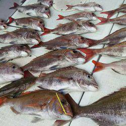 タイラバ遊漁船 ワンピース 釣果