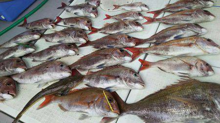 タイラバ遊漁船 ワンピース 釣果