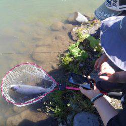 つりぼりあかし 釣果