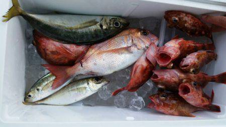 小島丸 釣果