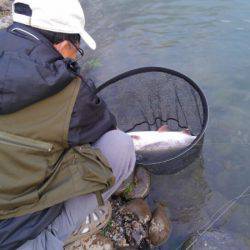 つりぼりあかし 釣果