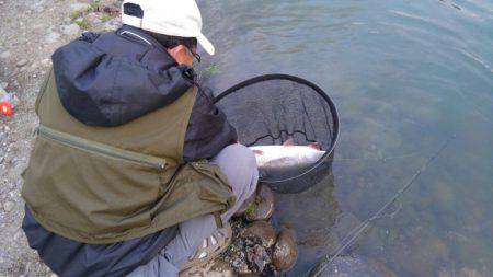 つりぼりあかし 釣果
