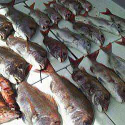 タイラバ遊漁船 ワンピース 釣果