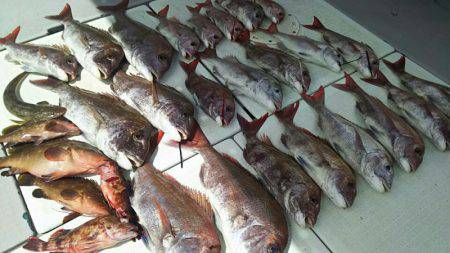 タイラバ遊漁船 ワンピース 釣果