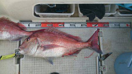 ARCADIAⅡ (アルカディアⅡ) 釣果