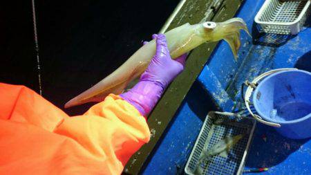 海龍丸（石川） 釣果