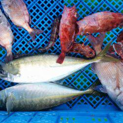 小島丸 釣果
