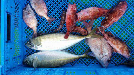 小島丸 釣果