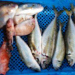 小島丸 釣果