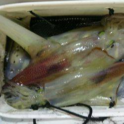 海龍丸（石川） 釣果