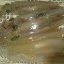 海龍丸（石川） 釣果