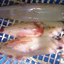 海龍丸（石川） 釣果