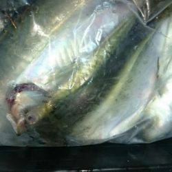 海龍丸（石川） 釣果