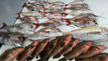 タイラバ遊漁船 ワンピース 釣果