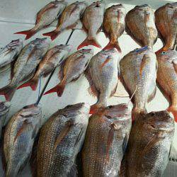 タイラバ遊漁船 ワンピース 釣果