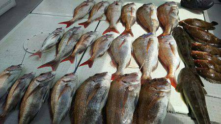 タイラバ遊漁船 ワンピース 釣果