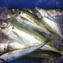 海龍丸（石川） 釣果