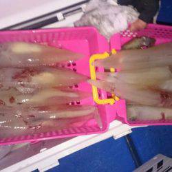 海龍丸（石川） 釣果