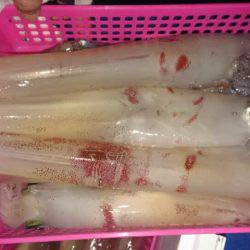 海龍丸（石川） 釣果