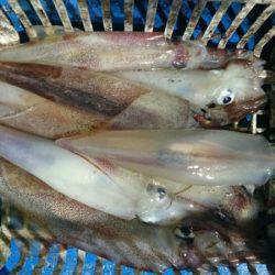 海龍丸（石川） 釣果