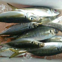 海龍丸（石川） 釣果