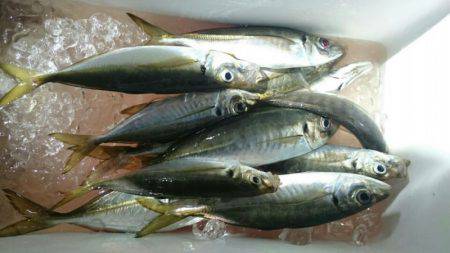 海龍丸（石川） 釣果