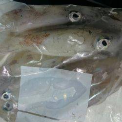 海龍丸（石川） 釣果