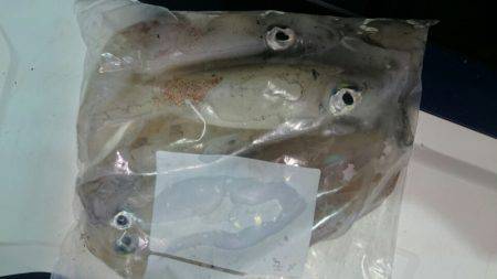 海龍丸（石川） 釣果