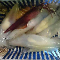 海龍丸（石川） 釣果