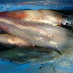 海龍丸（石川） 釣果