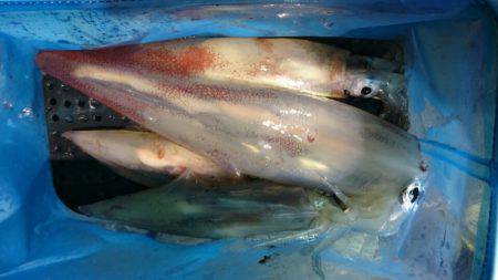 海龍丸（石川） 釣果