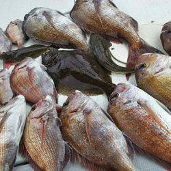 タイラバ遊漁船 ワンピース 釣果