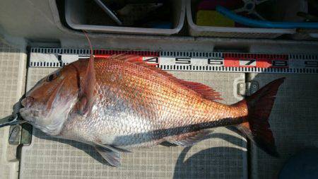 ARCADIAⅡ (アルカディアⅡ) 釣果